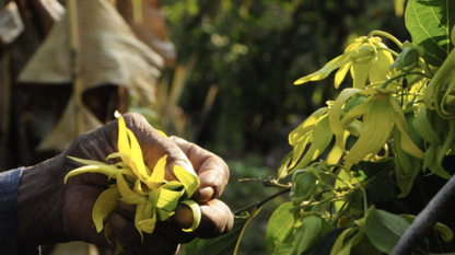 Essential Oil - Ylang-Ylang